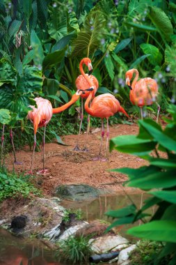 Pembe Afrika flamingo kuşları Nakhon Ratchasima ya da Korat Hayvanat Bahçesi, Tayland 'daki küçük gölet ve yeşil bitkinin yanında birlikte..