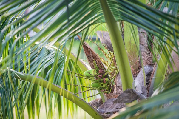코코넛 나무에서 조그마 코코넛 덩어리를 수있다 — 스톡 사진