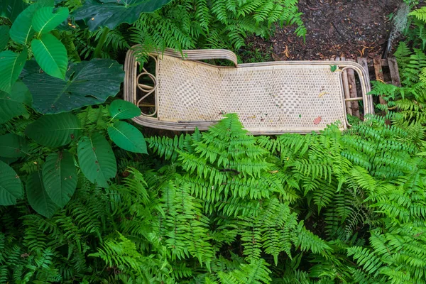 Sedia Sdraio Rattan Circondata Verde Pianta Tropicale Vista Dall Alto — Foto Stock