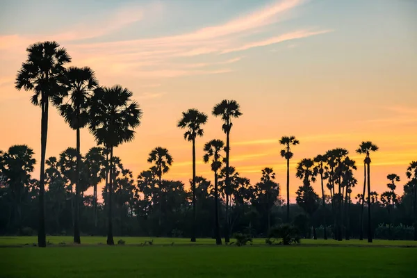 Silhouette Zuckerpalmen Und Reisfeld Der Abenddämmerung Mit Dämmerhimmel Sam Khok — Stockfoto