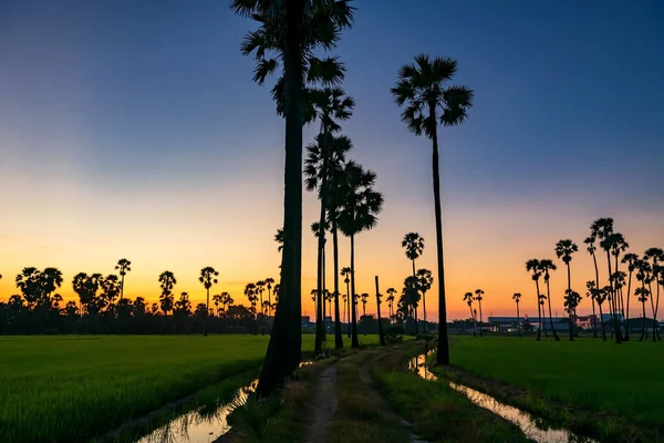 Silhouette Sugar Palm Trees Paddy Rice Field Water Swamp Dusk — Stock Fotó