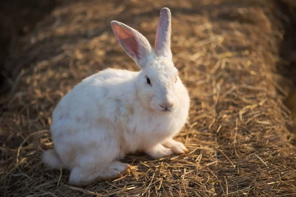 Portrait White Rabbit Dry Grass Sunset Farm — Fotografia de Stock