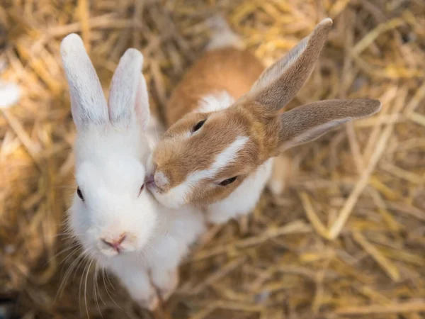 Cute Rabbits Standing Straw Bedding Light Shade Farm Farming Animal — Fotografia de Stock