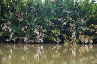 Nehirde büyüyen Nipa palmiyeleri durgun suda yansıyor.