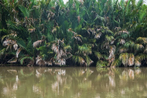 Palmiers Nipa Poussant Dans Rivière Avec Réflexion Sur Eau Calme — Photo