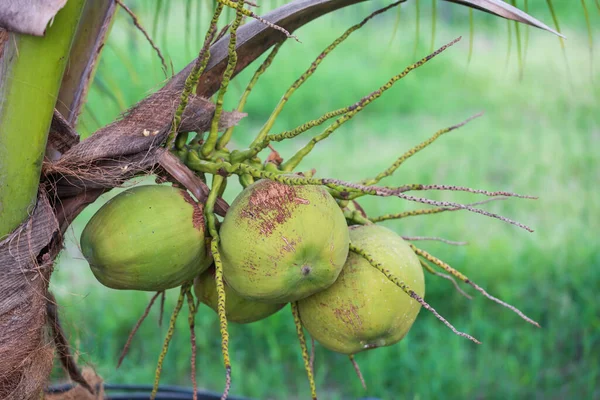 Ramo Cocos Verdes Del Cocotero Granja Industria Agrícola Frutas Tropicales —  Fotos de Stock