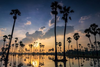 Güneşin doğuşunda gökyüzü ve bulutla gölün üzerinde ufuk çizgisi yansıyan şeker palmiye ağaçları, Sam Khok, Pathum Thani, Tayland. Tropik bir ülke olan Siyam 'da doğal manzara ve seyahat yeri.