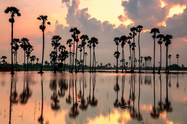 Siluet Şeker Palmiye Ağaçları Gün Doğumunda Gökyüzü Yansıması Olan Ağır — Stok fotoğraf
