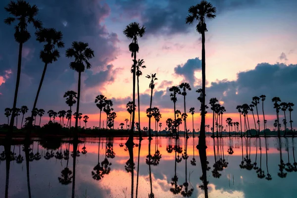Silüet Şeker Palmiye Ağaçları Şafakta Gökyüzü Alacakaranlık Yansıması Sam Khok — Stok fotoğraf