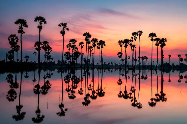 Siluet Şeker Palmiyeleri Şafak Vakti Inanılmaz Bir Alacakaranlık Gökyüzü Ufuk — Stok fotoğraf