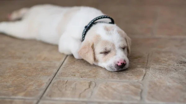 Lindo Cachorro Dormido Estar Tranquilo Mes Edad Perro Descanso Casa —  Fotos de Stock