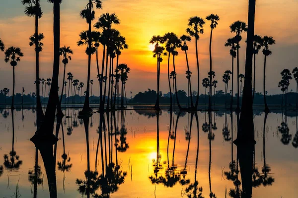 Silueta Cukrové Palmy Odleskem Slunečního Světla Vodě Při Východu Slunce — Stock fotografie