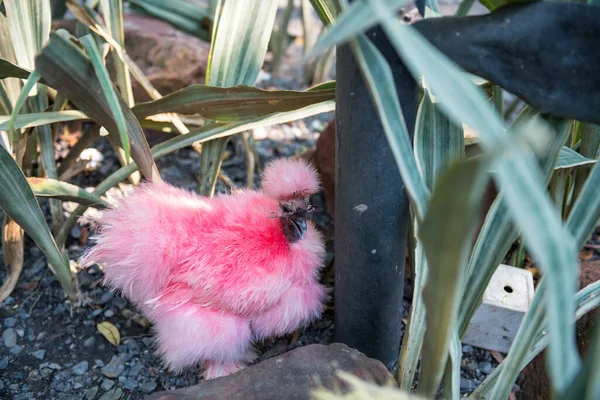 Kleurrijke Kip Geverfd Door Roze Kleur Tuin — Stockfoto