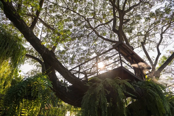 Punto Vista Cabina Árbol Grande Contra Los Rayos Del Sol —  Fotos de Stock