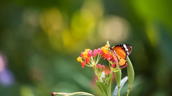 Farfalla Monarca Danaus Plexippus Fiore Con Sfondo Verde Fogliame Bokeh — Foto Stock