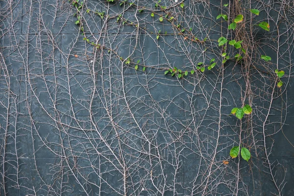 climber plant with green leaves and dry branch on gray wall.