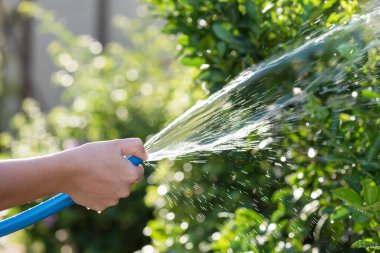 Gün batımında ağaçlara yaprak ışığıyla su dökmek ya da püskürtmek. Rutin ev işleri.