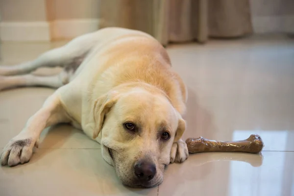 Bedårande Stor Vit Labrador Retriever Hund Liggande Vardagsrumsgolvet Nära Läckra — Stockfoto