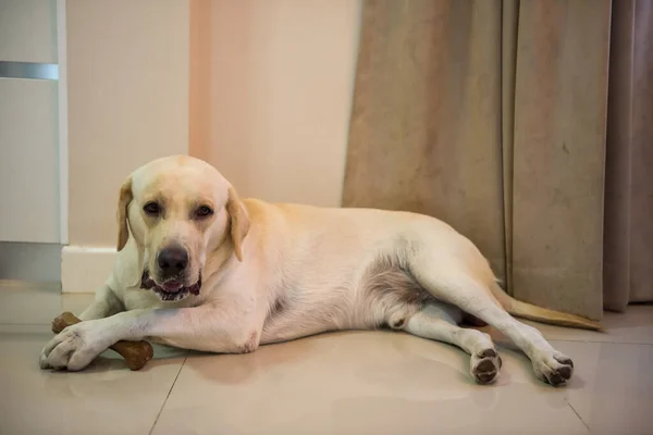 Adorável Grande Cão Labrador Retriever Branco Segurando Osso Nas Pernas — Fotografia de Stock