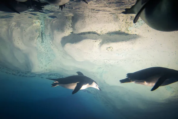 名古屋水族馆的企鹅在水底和冰下潜水 — 图库照片