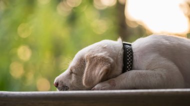 Labrador Retriever köpek yavrusu ahşap zeminde uyur. Gün batımında güneş batımında parka düşer ve metin için fotokopi çekilir. Sevimli hayvan dinleniyor ve bahçede dinleniyor..