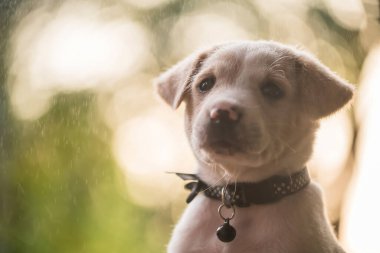 Labrador köpeğinin portresi yağmur damlası ve günbatımı yeşilliği ile bahar parkında metin için fotokopi alanı ile bokeh. Sevimli hayvan rahatla ve bahçede temiz hava al..