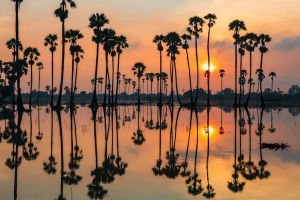 Silueta Cukrové Palmy Panoramatickým Odrazem Vodě Při Východu Slunce Sam — Stock fotografie
