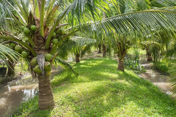 Zwerg Kokospalmen Mit Kleinem Kanal Auf Dem Bauernhof Landwirtschaft Tropischen — Stockfoto