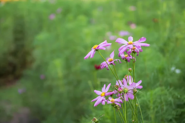 Pink Cosmos Flower Grassland Spring Park Morning — Stock Photo, Image