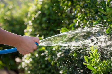 Spraying water to trees with blur foliage light bokeh at sunset. Routine garden house work