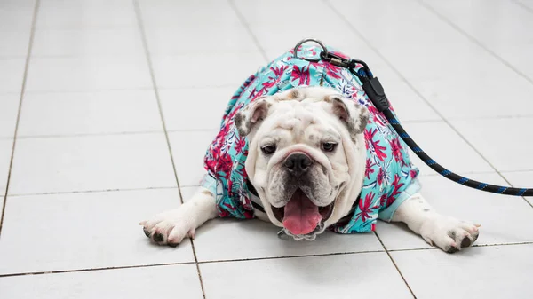 Portrait Cute Purebred French Bulldog Blue Summer Hawaii Dress Lying — Photo