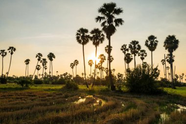 Gün batımı ışığı, suya yansıyan şeker palmiyesinden geçiyor, Dongtan Sam Khok, Pathum Thani Eyaleti, Tayland.