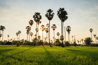 Gün batımında şeker palmiyesi ve çeltik pirinç çiftliği Dongtan Sam Khok, Pathum Thani Eyaleti, Tayland.