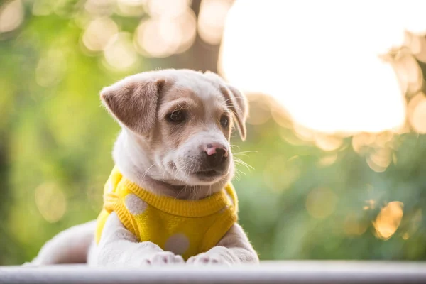 Cute Labrador Retreiver Puppy Portrait Yellow Sweater Sunset Foliage Bokeh — Stockfoto