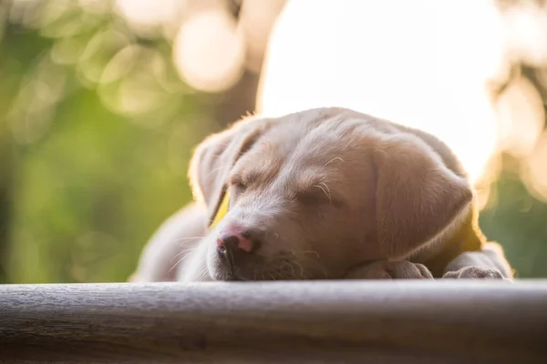 Tired Labrador Retriever Puppy Dog Sweater Sleep Garden Wooden Footpath — Fotografia de Stock