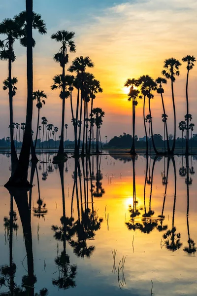 Vertical Landscape Silhouette Sugar Palm Trees Skyline Reflection Pond Sunrise — Stok fotoğraf