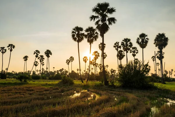 Sunset Light Sugar Palm Reflection Water Dongtan Sam Khok Pathum — Stock Photo, Image