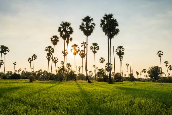 Sunset Light Sugar Palm Paddy Rice Farm Dongtan Sam Khok — Stock Photo, Image