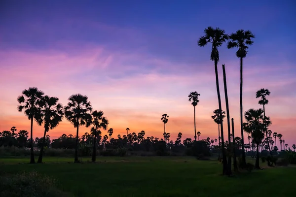 Silhouette Sugar Palm Paddy Rice Field Twilight Sky Dusk Dongtan — Stockfoto