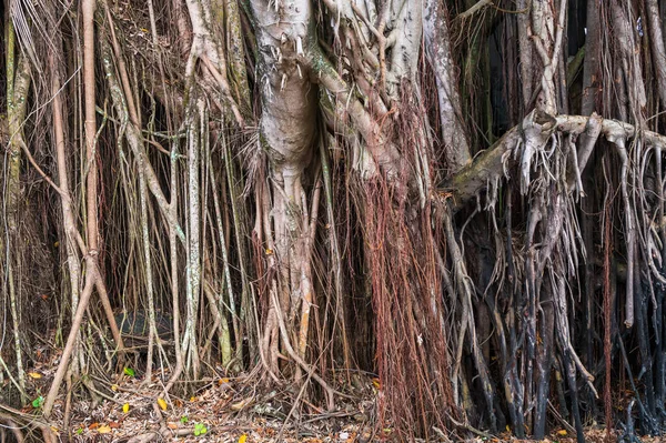 Old Bot Banyan Tree Big Roots Natural Wood Pattern Background — Stock fotografie