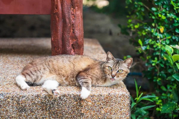 Portrait Cute Yellow Tabby Cat Copy Space Text — Stock Photo, Image