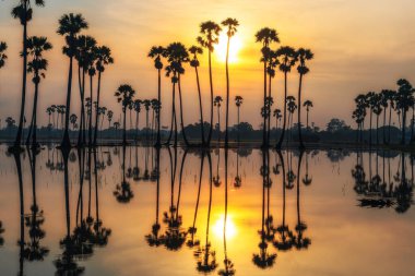 Silhouette sugar palm trees with colorful sunrise reflection on pond, Dongtan Sam Khok, Pathum Thani Province, Thailand. Prepare blank farm with water to plant paddy rice.