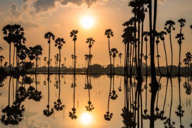 Silhouette sugar palm trees and farmer cabin in amazing sunrise sky with reflection on water, Sam Khok, Pathum Thani, Thailand. Travel destination in tropical country, Siam.