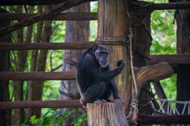 Portrait of old chimpanzee monkey sitting on a tree at Korat or Nakhon Ratchasima zoo, Thailand.