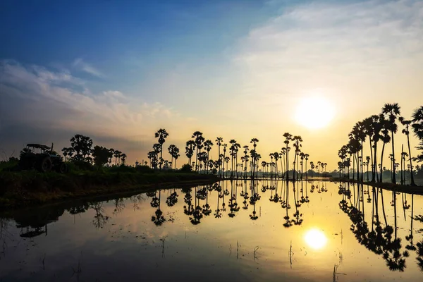 Sunrise Landscape Sugar Farm Trees Farmer Tractor Reflection Pond Dongtan — Stock Photo, Image