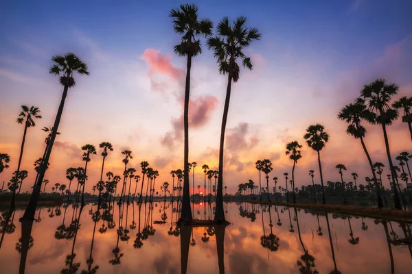 Silhouette Sugar Palm Farm Sunrise Skyline Reflection Pond Dongtan Sam — Stok fotoğraf