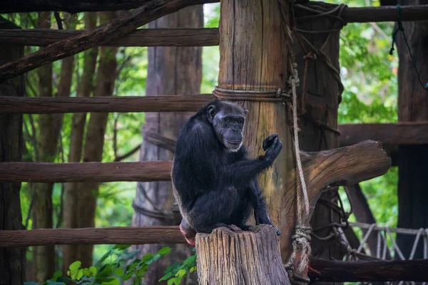 Portrait Old Chimpanzee Monkey Sitting Tree Korat Nakhon Ratchasima Zoo — ストック写真