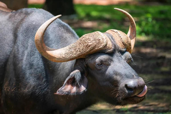 African Buffalo Syncerus Caffer Big Horns Lick Its Mouth Park — Stock Fotó