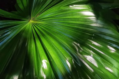 Green Palm leaf with sunlight reflection. Closeup spring plant for textured background
