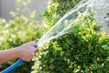 Spraying water from rubber tube to trees with foliage light bokeh at sunset. Routine house work.